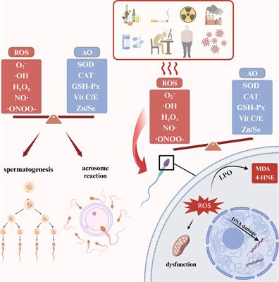 Analysis of research trends (2014-2023) on oxidative stress and male fertility based on bibliometrics and knowledge graphs